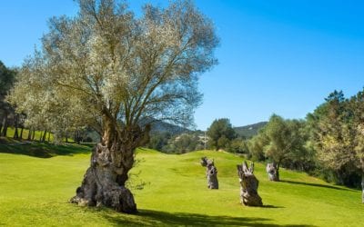 14TH HOLE LOS OLIVOS